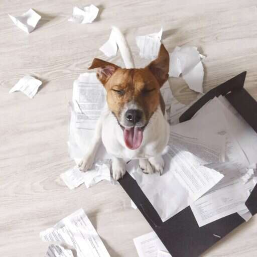 dog ate the homework dog eating homework