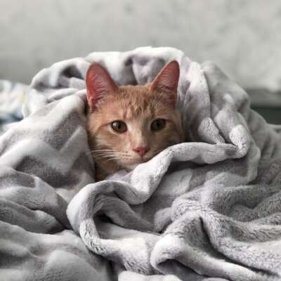 cat-blanket