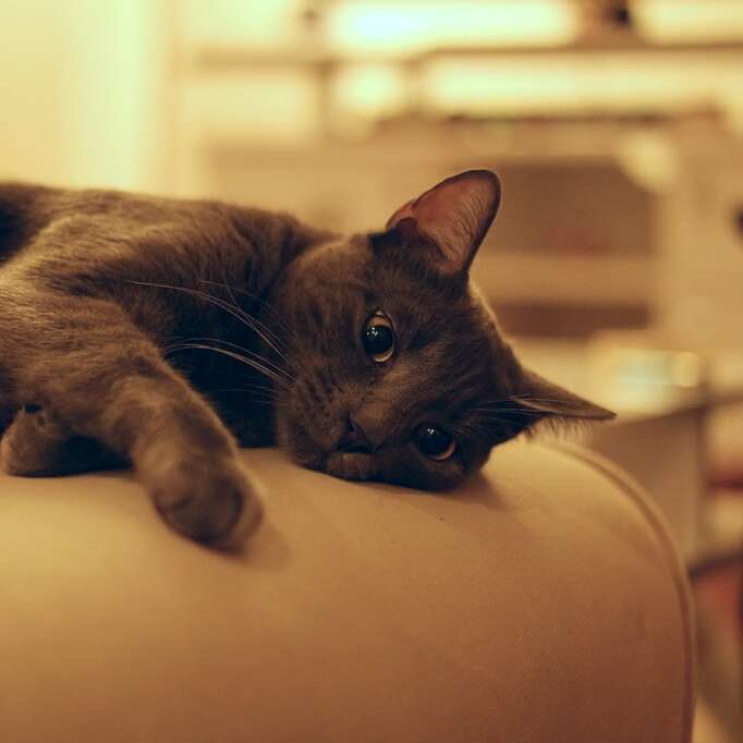 Animal Urgent Care Cat not feeling well
