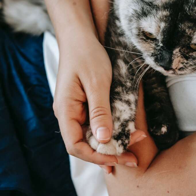 pexels-sam-lion-6001383 Pet Hospice Services